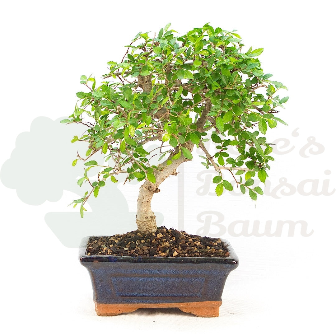 Chinesische Ulme 'Zelkova parvifolia'